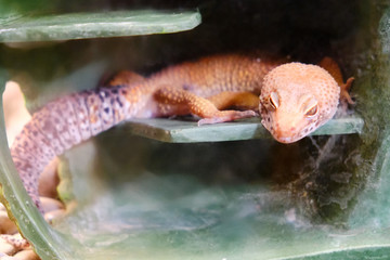Spotted leopard enablefor (lat. Eublepharis macularius) is a large lizard of the genus eublepharis....