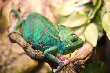 Yemeni chameleon, or helmet-bearing (Chamaeleo calyptratus) - a species of lizards from the...