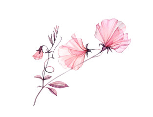 Transparent sweet pea. Watercolor floral composition with branch and blowers. Isolated artwork on white. Botanical hand painted illustration for wedding invitations, greeting cards 