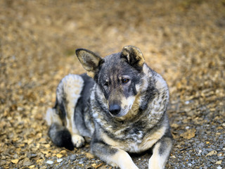 Dog with poor eyesight