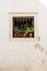 Minimal architecture concept. Little square window with iron grade and clay pots with green plants on white building. Front view.