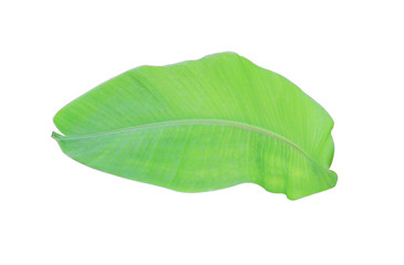 green banana leaf isolated on white background