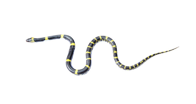 Small banded krait or bungarus fasciatus snake isolated on white background