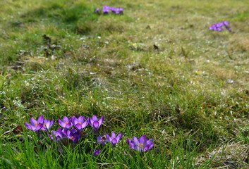 purple crocusy in a garden in tufts on a blooming lawn