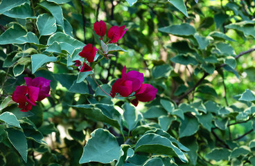 Pink bougainvillea flower with green succulent foliage close-up. With blurry background.