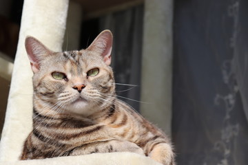 日なたを楽しむ猫アメリカンショートヘアー