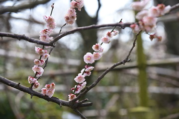 Ume bloosom (Japanese apricot bloosom) / Ume (Japanese aprocot) has long been popular in Japan because you can enjoy flowers, fragrances and fruits.