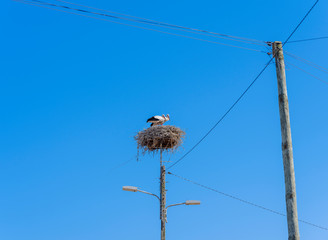 White storks in the nest, Comporta, Alentejo, Portugal