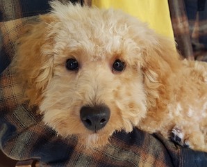 Gorgeous Cavoodle Pup