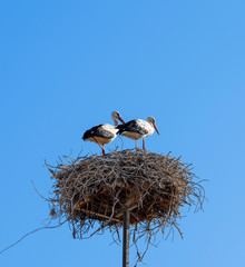 White storks in the nest, Comporta, Alentejo, Portugal