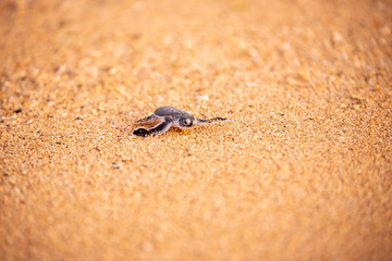 Baby green sea turtle hatchlings on the beach at sunset Okinawa Japan. Conservationists working to protect endangered animals.