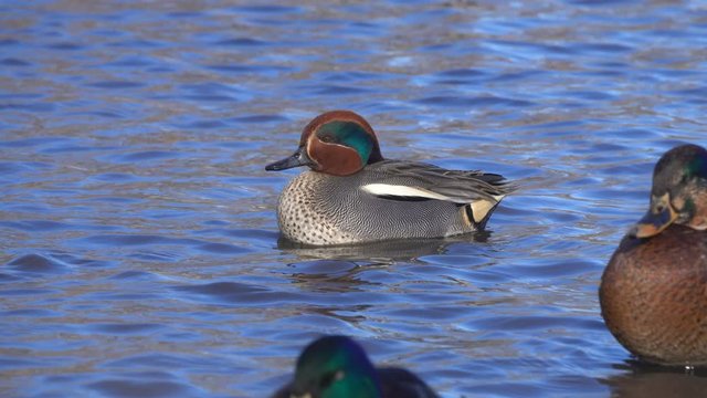 Duck Eurasian Teal or Common Teal (Anas crecca) male. Teal  swimming in the water among the larger wild ducks. Teal cleans its feathers. Sunny day at the very beginning of spring