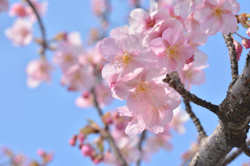 桜の花　青空