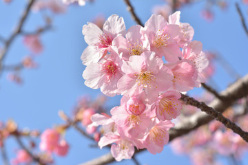 Fototapeta na wymiar 桜の花　青空