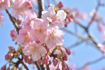 桜の花　青空