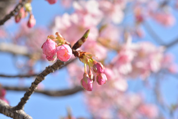 桜の花　青空