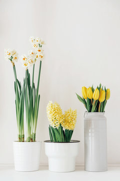 Fototapeta Different spring flowers in full bloom in vases and pots against white background.