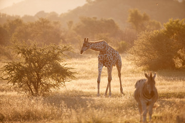 Cape giraffe, Giraffa camelopardalis, walking on savanna against  rocky hills and bright sky. Direct view, vivid colors. African wild animal scenery. Traveling Pilanesberg national park, South Africa © Martin Mecnarowski