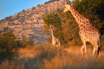 Two Cape giraffes, Giraffa camelopardalis giraffa, grazing on savanna against rocky hills and blue...