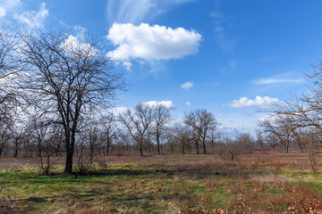 tree in the field
