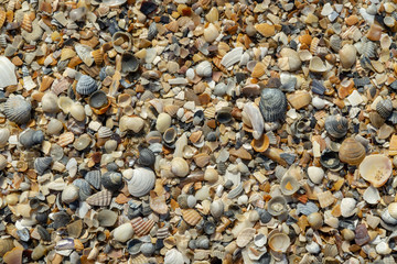 Sea shells on sand as background