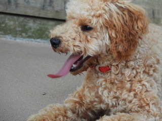 Golden Tan Puppy with long tongue sticking out of mouth