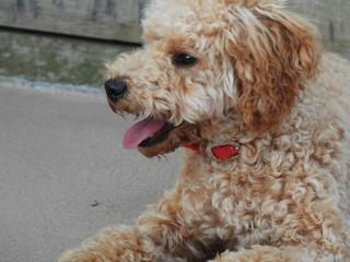 Golden Tan Puppy with tongue slightly out