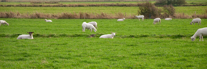 Obraz premium A flock of sheep in the pasture, panorama