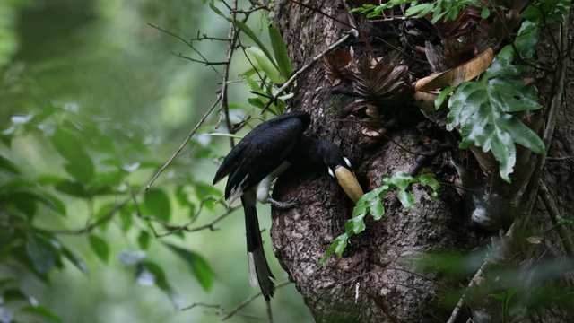 Beautiful Oriental pied hornbill, high angle view, side shot, perching with food in the beak, feeding female and baby in the bird's nest, Khao Yai National Park, northeastern Thailand.
