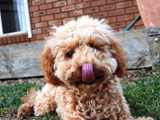 Puppy licking her lips