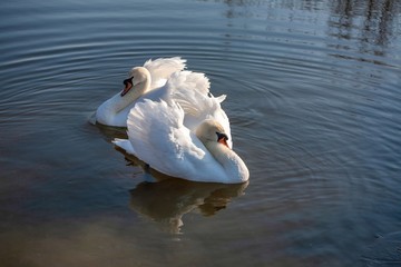 a couple of swans in the blue lake water