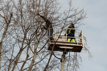 konserwacja zieleni © Henryk Olszewski