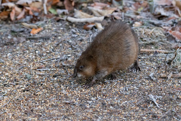 young muskram searches for food