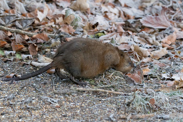 young muskram searches for food