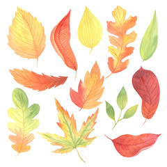 Watercolor autumn colorful  leaves set
