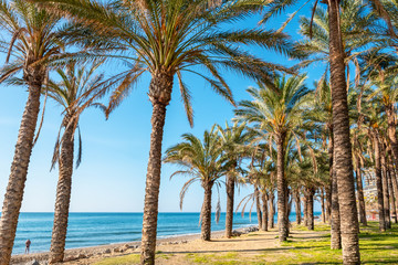 Palm trees. Torremolinos, Andalusia, Spain - obrazy, fototapety, plakaty