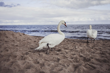 Two of adult and young wild swans on the shore of the sea