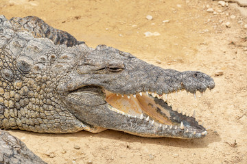 Nile crocodile