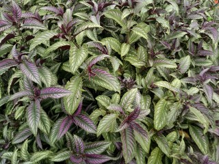 The concept of beautiful colored ornamental plants.