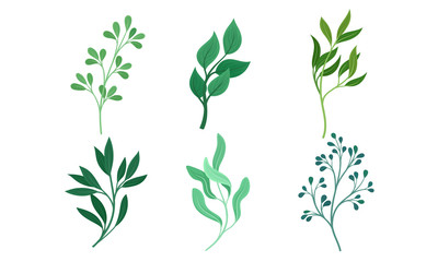 Green Twigs and Branches with Leaves Vector Set