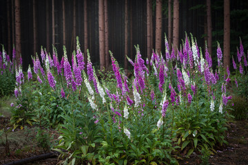 Foxglove digitalis plants on a forest clearing