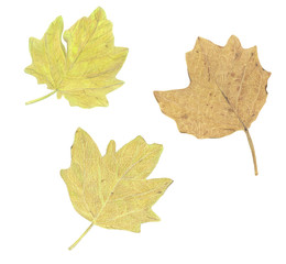 Hand-drawing watercolor pencils on paper - beautiful red and yellow autumn leaves