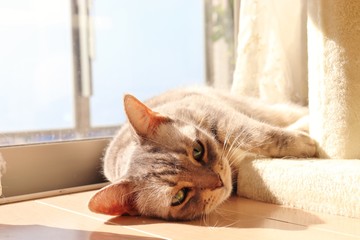 日向ぼっこガン見猫アメリカンショートヘアー