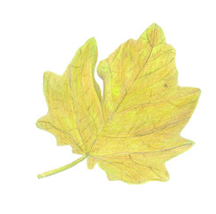 Hand-drawing watercolor pencils on paper - beautiful red and yellow autumn leaves