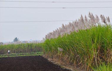 beautiful field of sugarcane which blooming flowers 