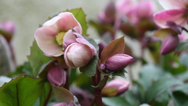 Hellebore in bloom. Flower of winter.