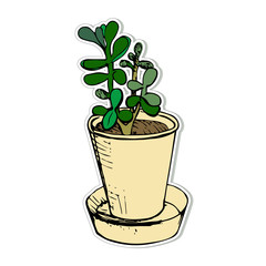 Succulent Crassula in a flower pot. Vector hand-drawn cartoon of money tree, happiness or monkey tree, symbol of wealth in feng shui. Isolated on a white background Drawing from nature. Doodle outline