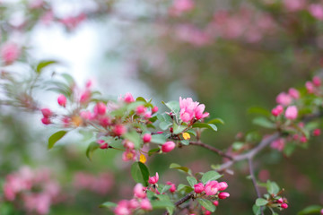 Spring flowering of apple trees, cherries. Pink buds, flowers. Soft focus, macro shot. Blurred background. Blooming garden.