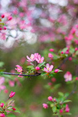 Spring flowering of apple trees, cherries. Pink buds, flowers. Soft focus, macro shot. Blurred background. Blooming garden.