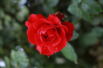 red velvet roses, the scent of real roses in the garden, prickly rose bushes, gardening-a woman's favorite pastime, rose-flower bed decoration